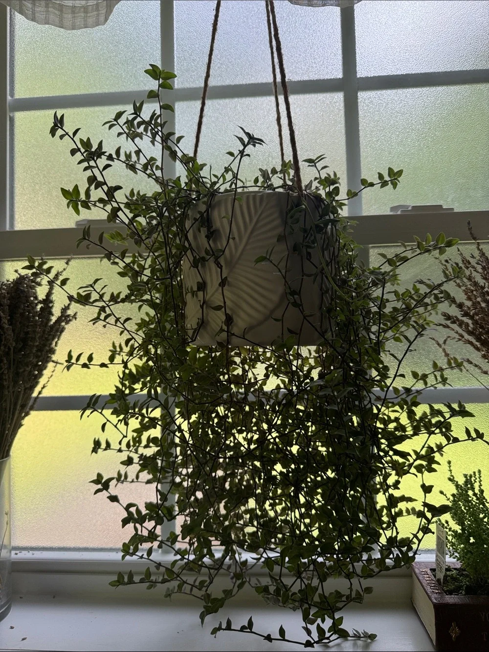 Callisia repens - aka Turtle Vine